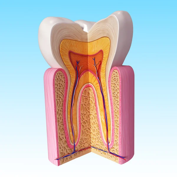 Ilustração 3D da anatomia dos dentes — Fotografia de Stock