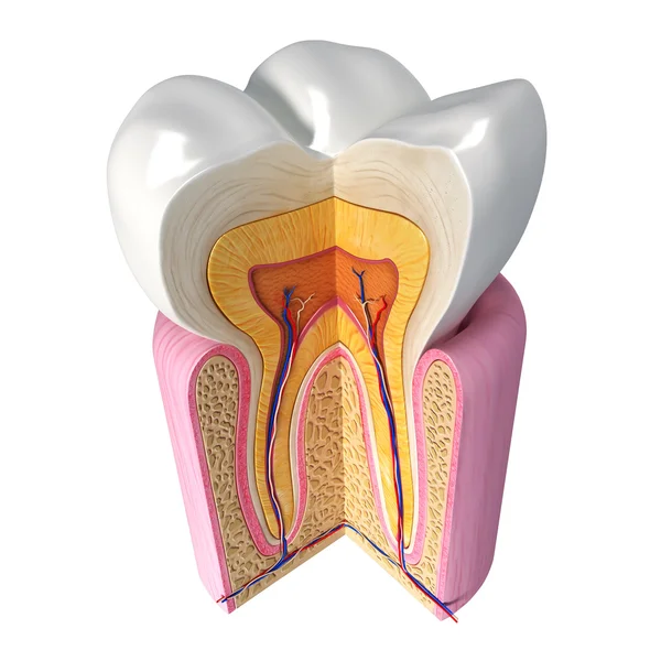 Ilustración 3D de vista lateral hacia arriba de la anatomía de los dientes — Foto de Stock