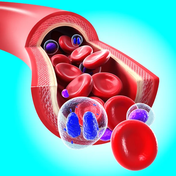 Glóbulos rojos que fluyen a través de una vena y arteria — Foto de Stock