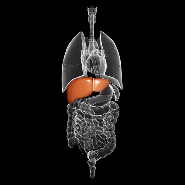 Ilustración de la anatomía hepática — Foto de Stock