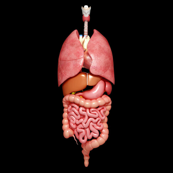 illustration of Male GUTS and STOMACH anatomy anterior with lungs and liver