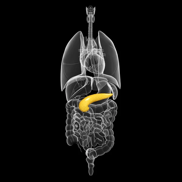 Skyline r34Anatomia dróg żółciowych — Zdjęcie stockowe