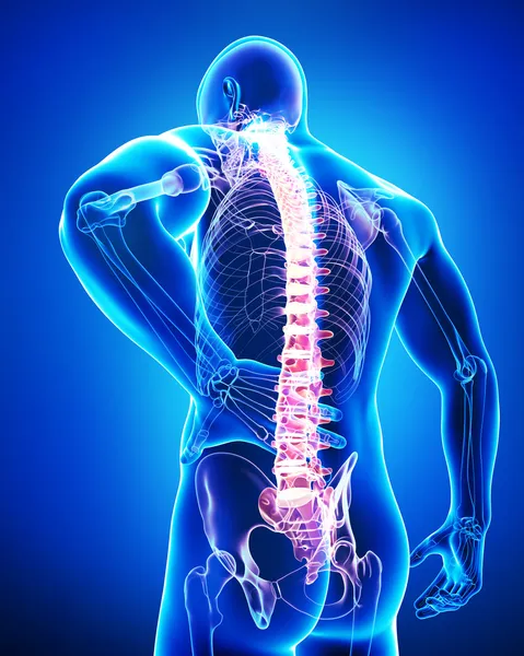 背痛解剖学 — 图库照片