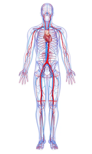 Anatomia del corpo umano — Foto Stock