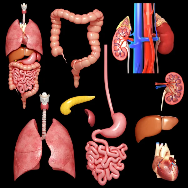 Anatomia narządów wewnętrznych — Zdjęcie stockowe