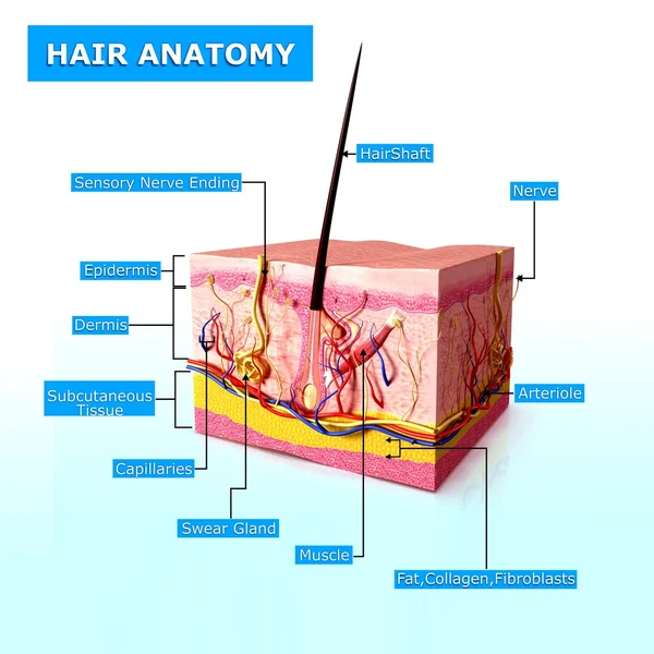 Εικόνα της ανατομίας των μαλλιών με ονόματα — Φωτογραφία Αρχείου