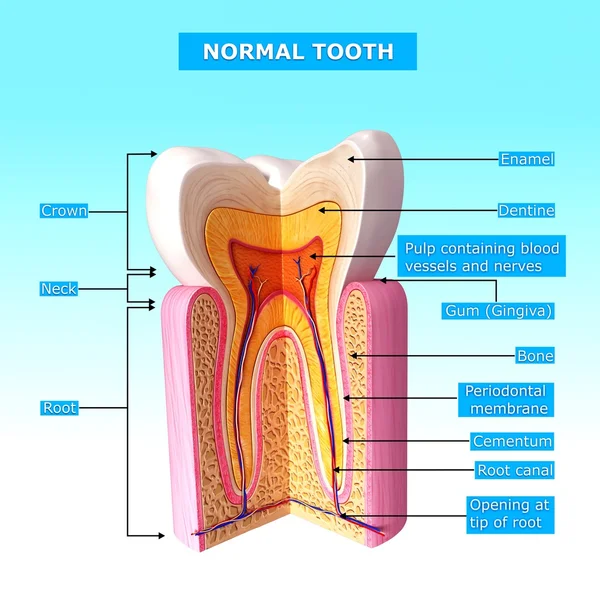 Tooth anatomy with names — Stock Photo, Image