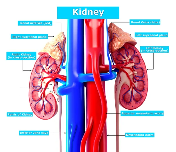 Kidney cut section with detailed naming in blue — Stock Photo, Image