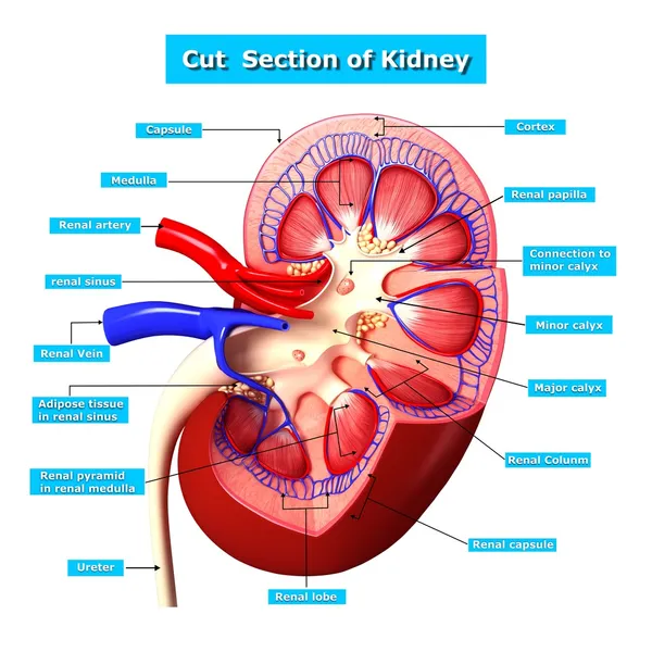腎臓の解剖学のセクションをカット — ストック写真