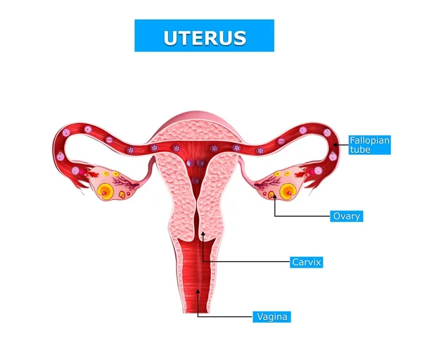 3D Resim çizimi uterus anatomisi