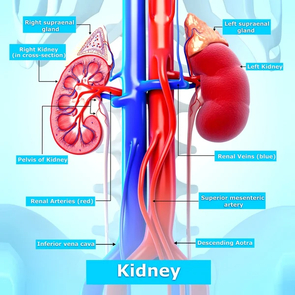 Kidney cut section with detailed naming in blue — Stock Photo, Image