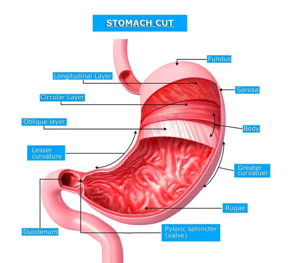 Secção de corte do estômago — Fotografia de Stock