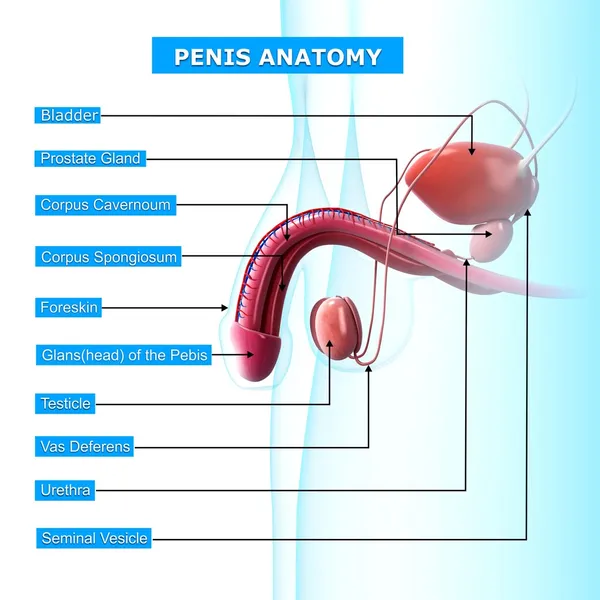 Чоловіча репродуктивна система з іменами — стокове фото