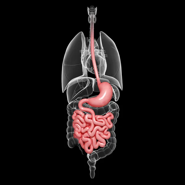 Ilustración de la anatomía del intestino grueso del sistema respiratorio masculino vista anterior —  Fotos de Stock