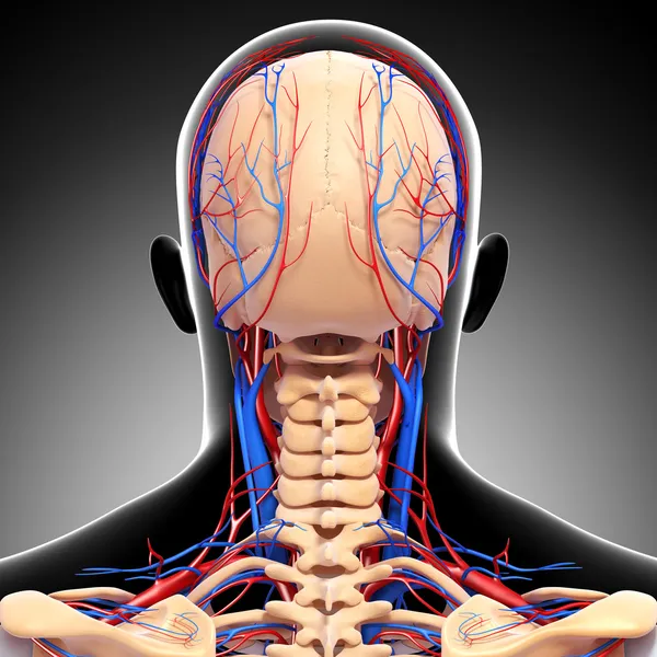 Widok układu krążenia i układu nerwowego widok z tyłu głowy z tyłu — Zdjęcie stockowe