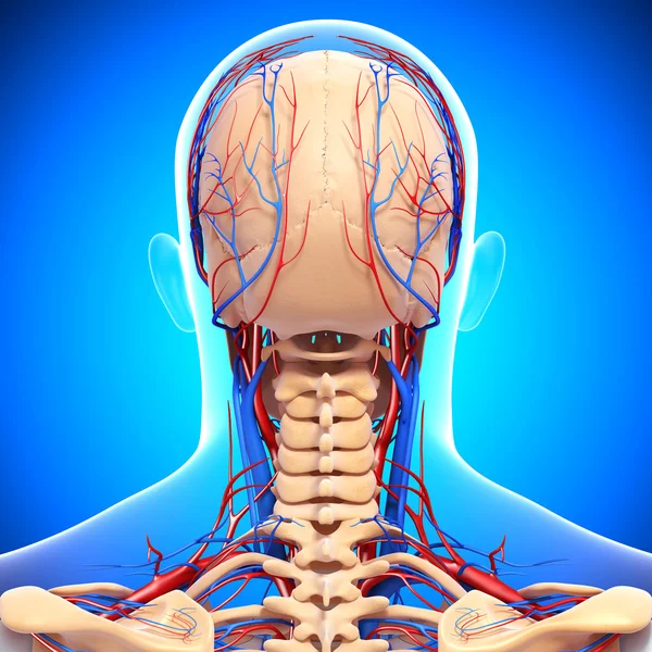 Задний вид кровеносной и нервной системы заднего вида головы — стоковое фото