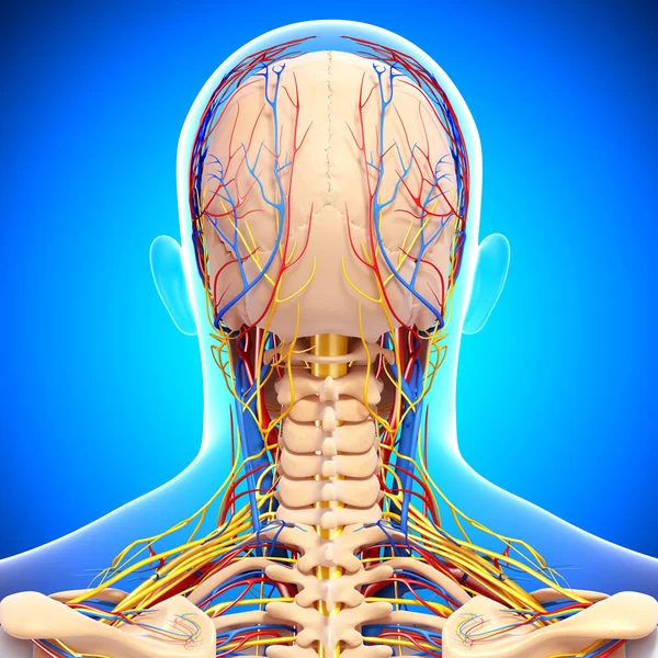 Back view of circulatory and nervous system of back view of head — Stock Photo, Image