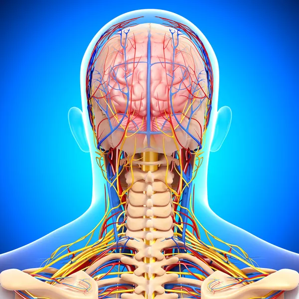 Back view of circulatory and nervous system of back view of brain — Stock Photo, Image