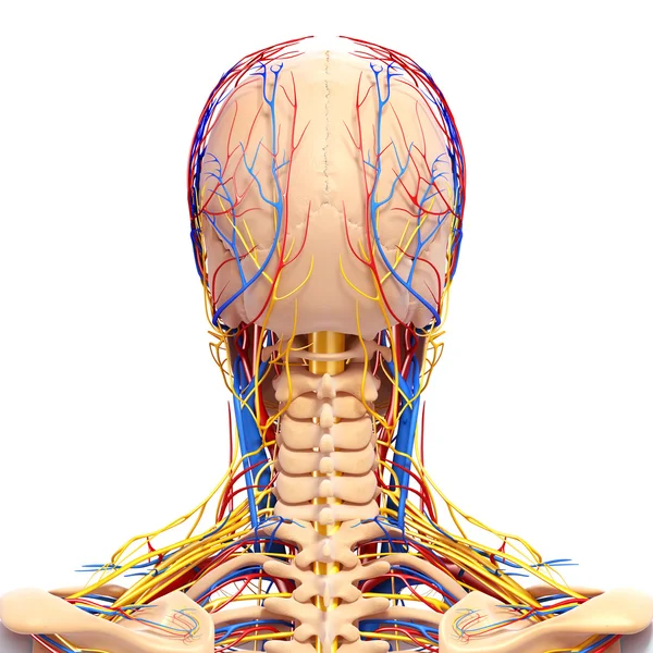 Back view of circulatory and nervous system of back view of head — Stock Photo, Image