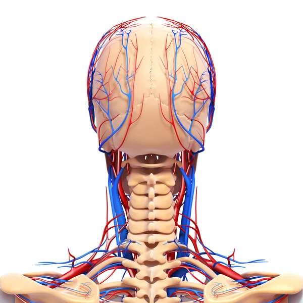 Back view of circulatory and nervous system of back view of head — Stock Photo, Image