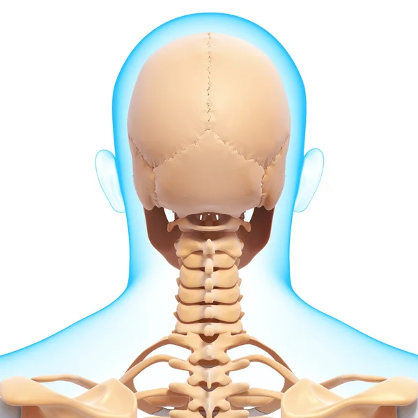 Back view of human skeleton isolated — Stock Photo, Image