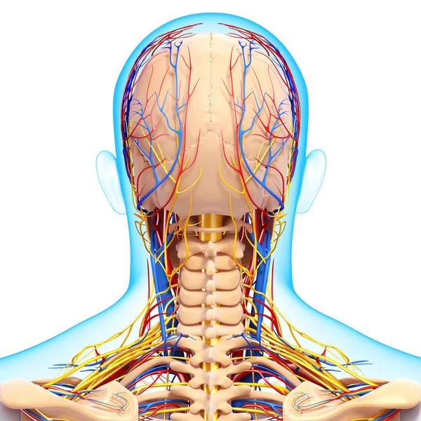 Vista posterior del sistema circulatorio y nervioso de la vista posterior de la cabeza —  Fotos de Stock