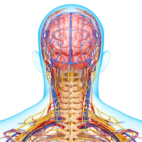 Back view of circulatory and nervous system of back view of brain — Stock Photo, Image