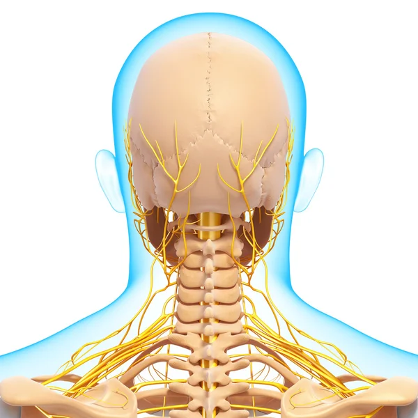 Back view of human skeleton nervous system isolated — Stock Photo, Image