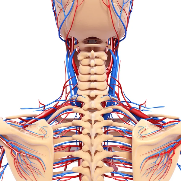 Circulatory system of back view of back isolated — Stock Photo, Image