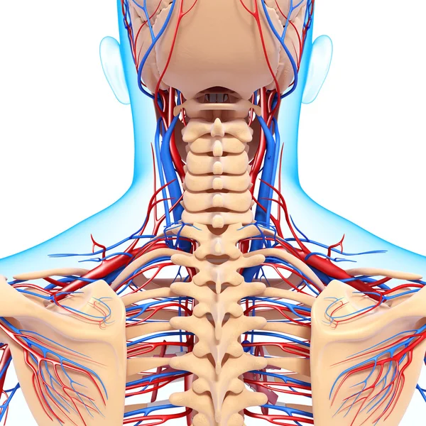 Sistema circulatorio de retrovisión de la espalda aislada —  Fotos de Stock