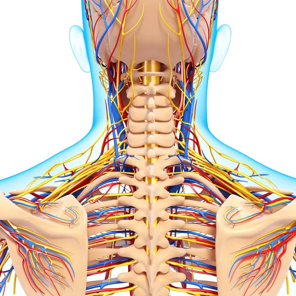 Sistema circulatorio y nervioso de retrovisión de la espalda aislada —  Fotos de Stock