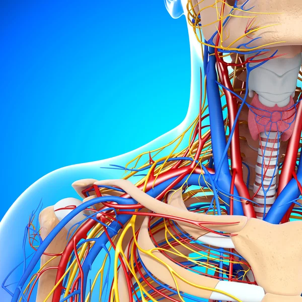 Front half view of throat circulatory system isolated — Stock Photo, Image