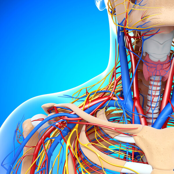 front half view of throat circulatory system isolated