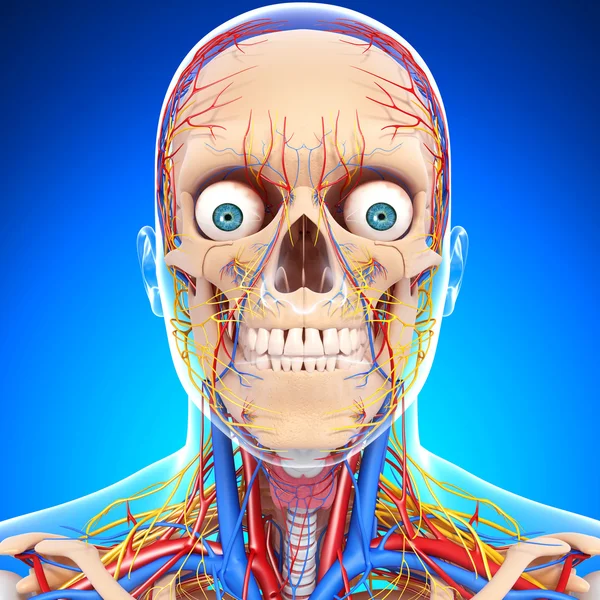 Nervous head circulatory system isolated — Stock Photo, Image