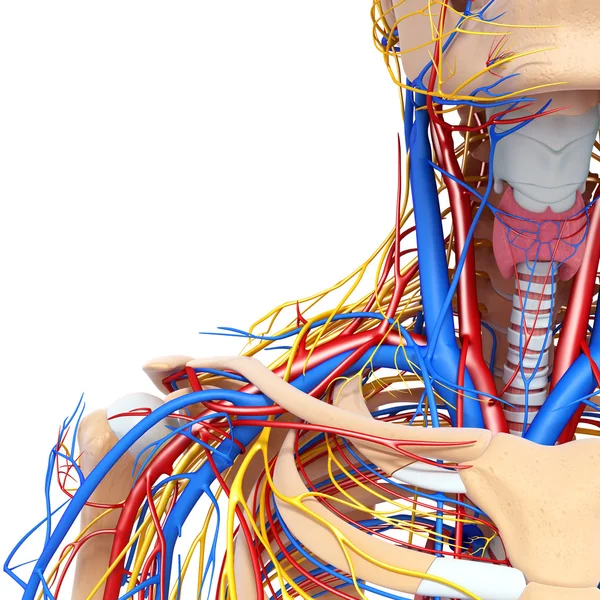 Visão da metade frontal da garganta sistema circulatório isolado — Fotografia de Stock