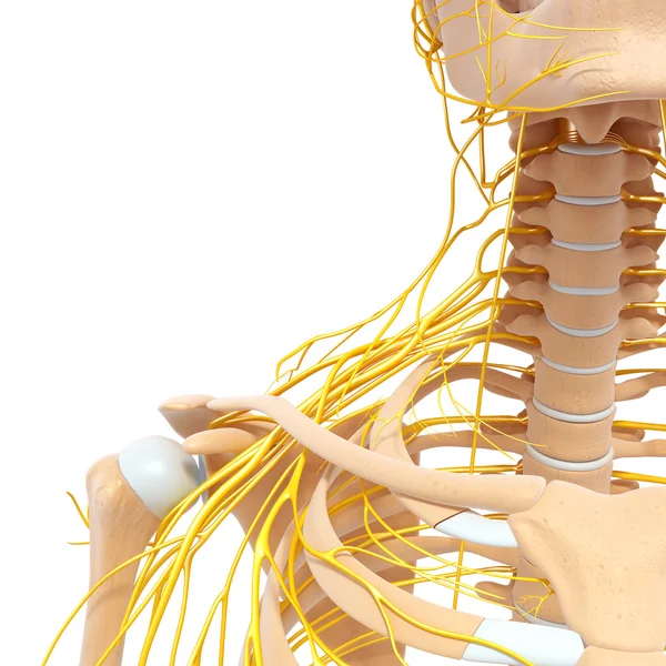 Half skeletal view of human body with nervous system — Stock Photo, Image