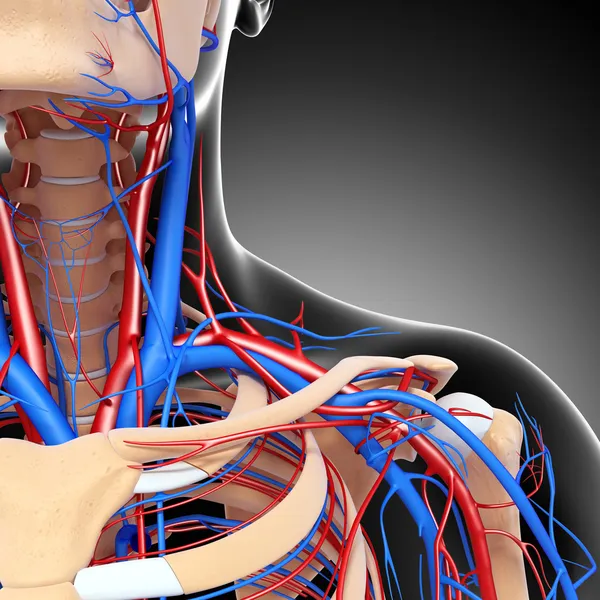 Front half view of throat circulatory system isolated with gray — Stock Photo, Image