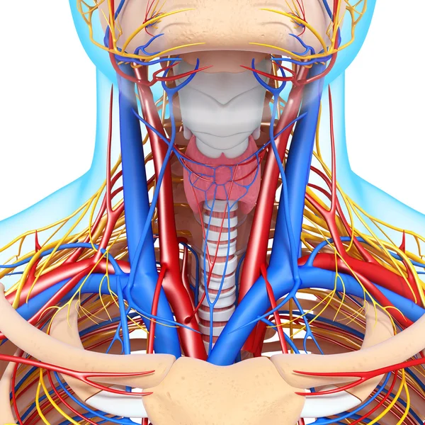 Front view of throat circulatory system isolated — Stock Photo, Image