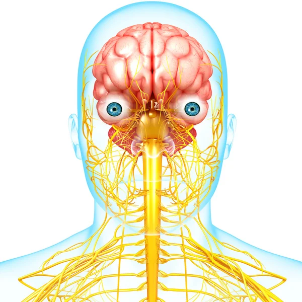 Фронтальный вид нервной системы с мозгом — стоковое фото