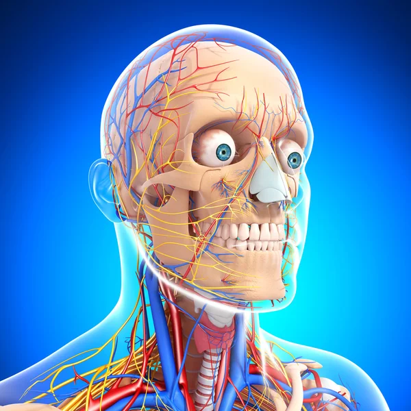Vue de face avant du squelette masculin avec système nerveux — Photo