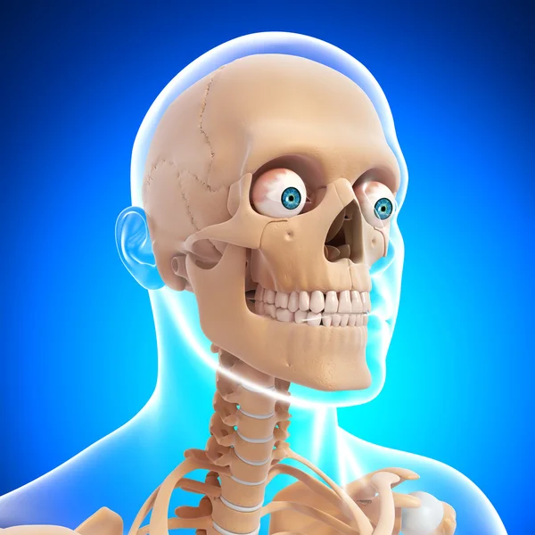 Vista lateral frontal del esqueleto masculino aislado — Foto de Stock