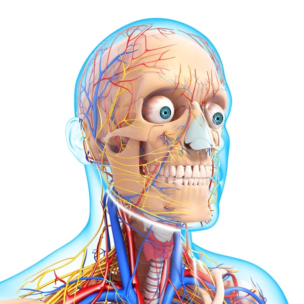 男性骨架与中枢神经系统的正面视图 — 图库照片