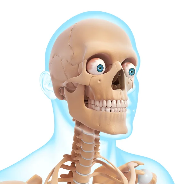 Human skeleton side view Stock Photo by ©pixologic 22677793