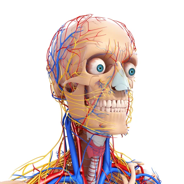 Front side view of male skeleton with nervous system — Stock Photo, Image