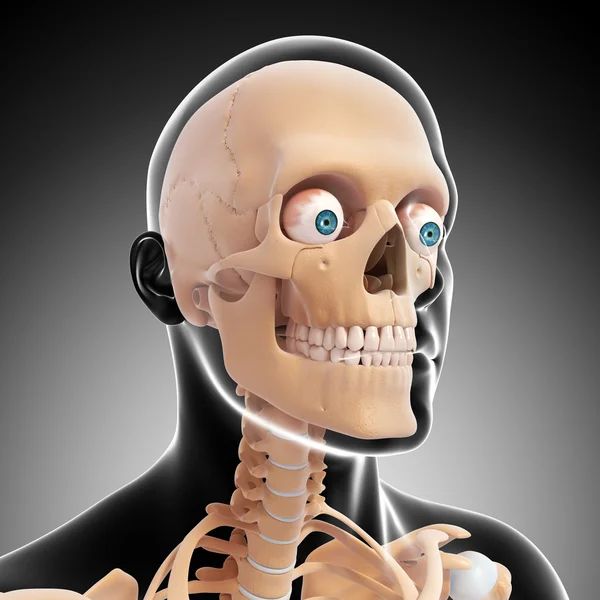 Vista lateral frontal del esqueleto masculino aislado — Foto de Stock