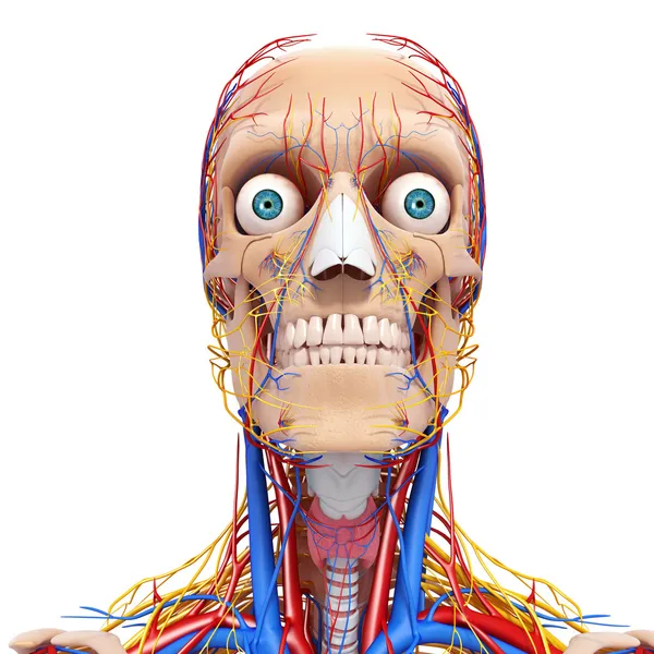 Фронтальный вид системы кровообращения и нервной системы головы — стоковое фото
