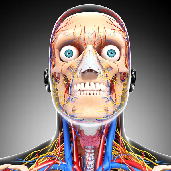 Sistema circulatório da cabeça nervosa isolado em cinza — Fotografia de Stock