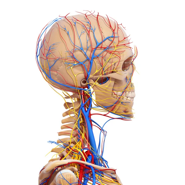 Side view of head circulatory system with, eyes, throat, teeth — Stock Photo, Image
