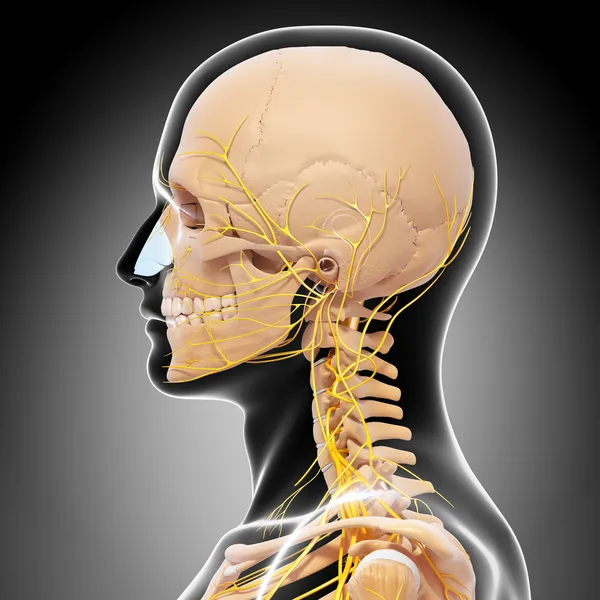 Skeleton of man side view of head and nervous system — Stock Photo, Image