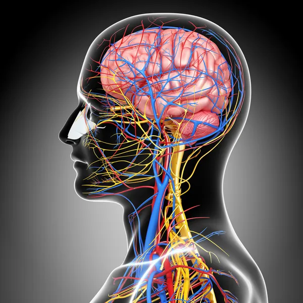 Side view of circulatory and nervous system with, eyes, throat, teeth isolated in gray — Stock Photo, Image